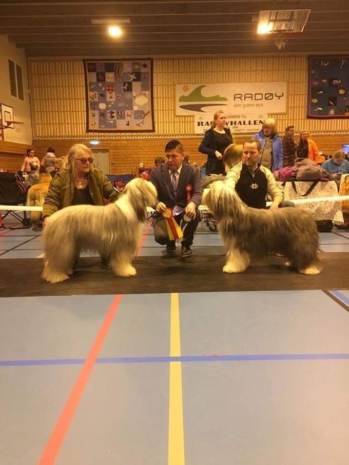 National show in Manger ;judge Rune Fagerstrøm 
Bertrand BOB and Bettan Just Right BOS and cac.